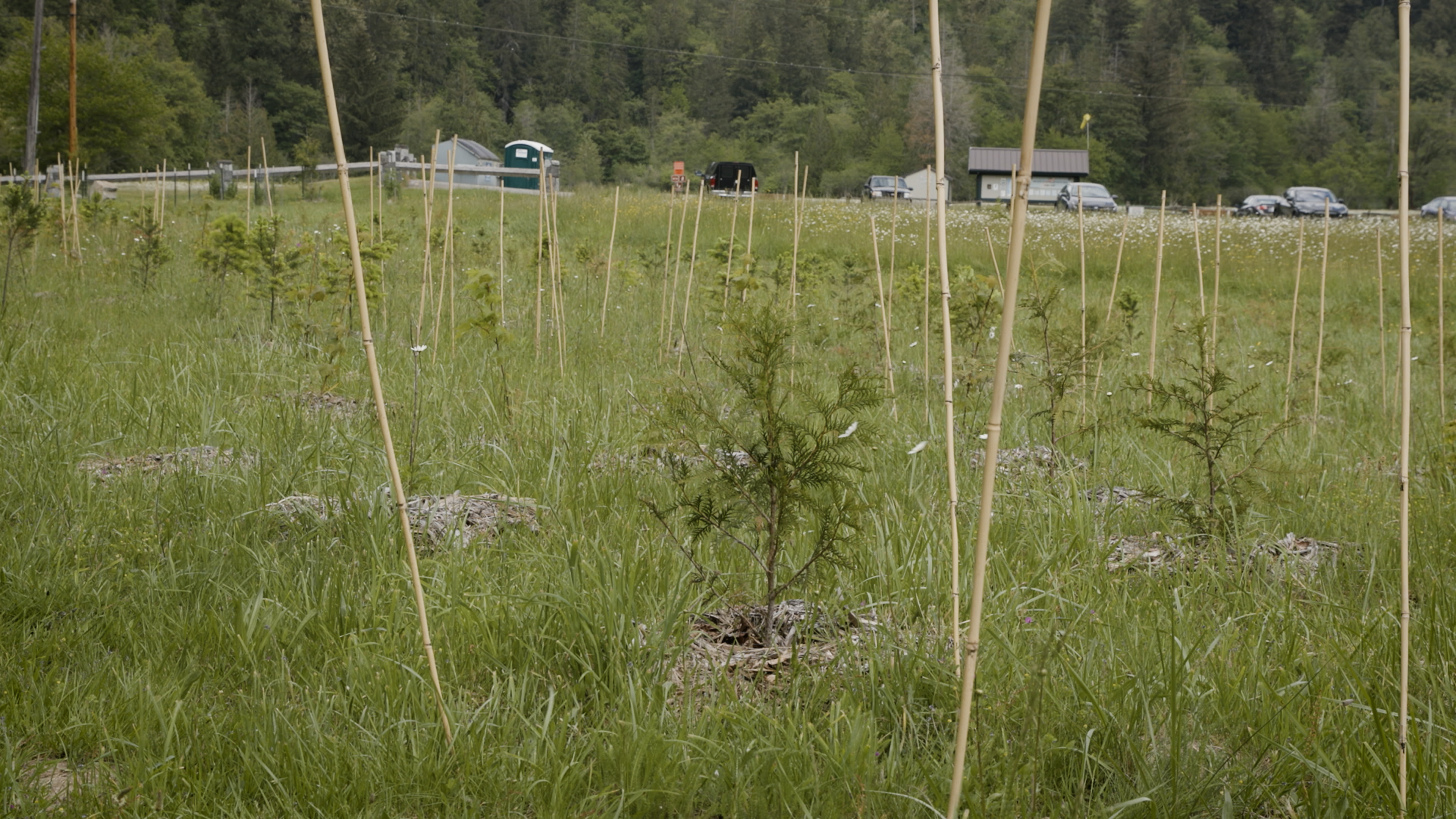 An open field with red cedar seedlings.